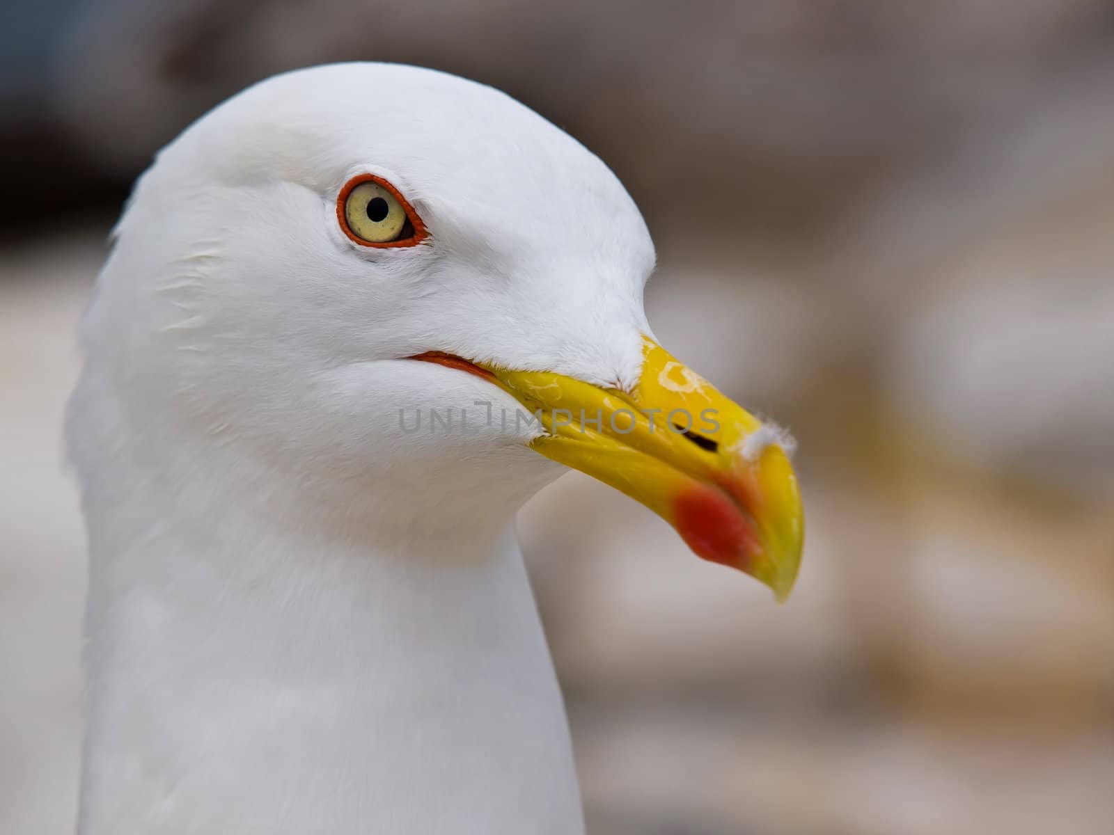 red eye and yellow beak of a young seagull