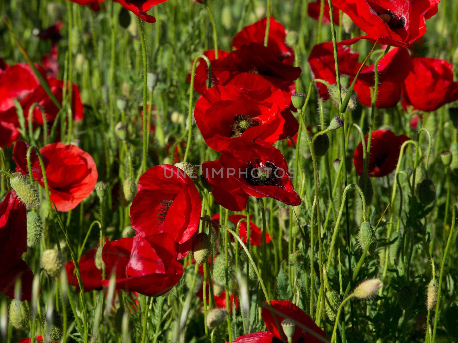 field of red poppy flowers