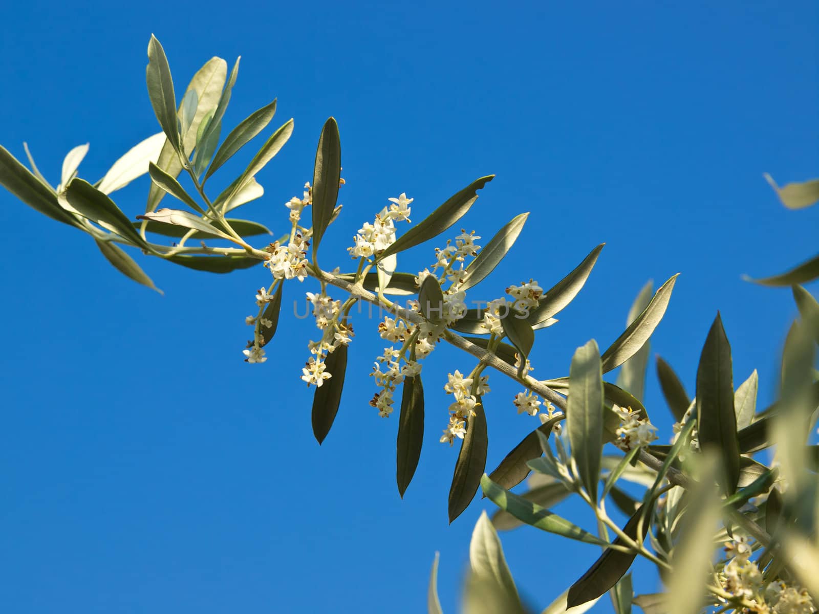 olive tree flowers in the spring