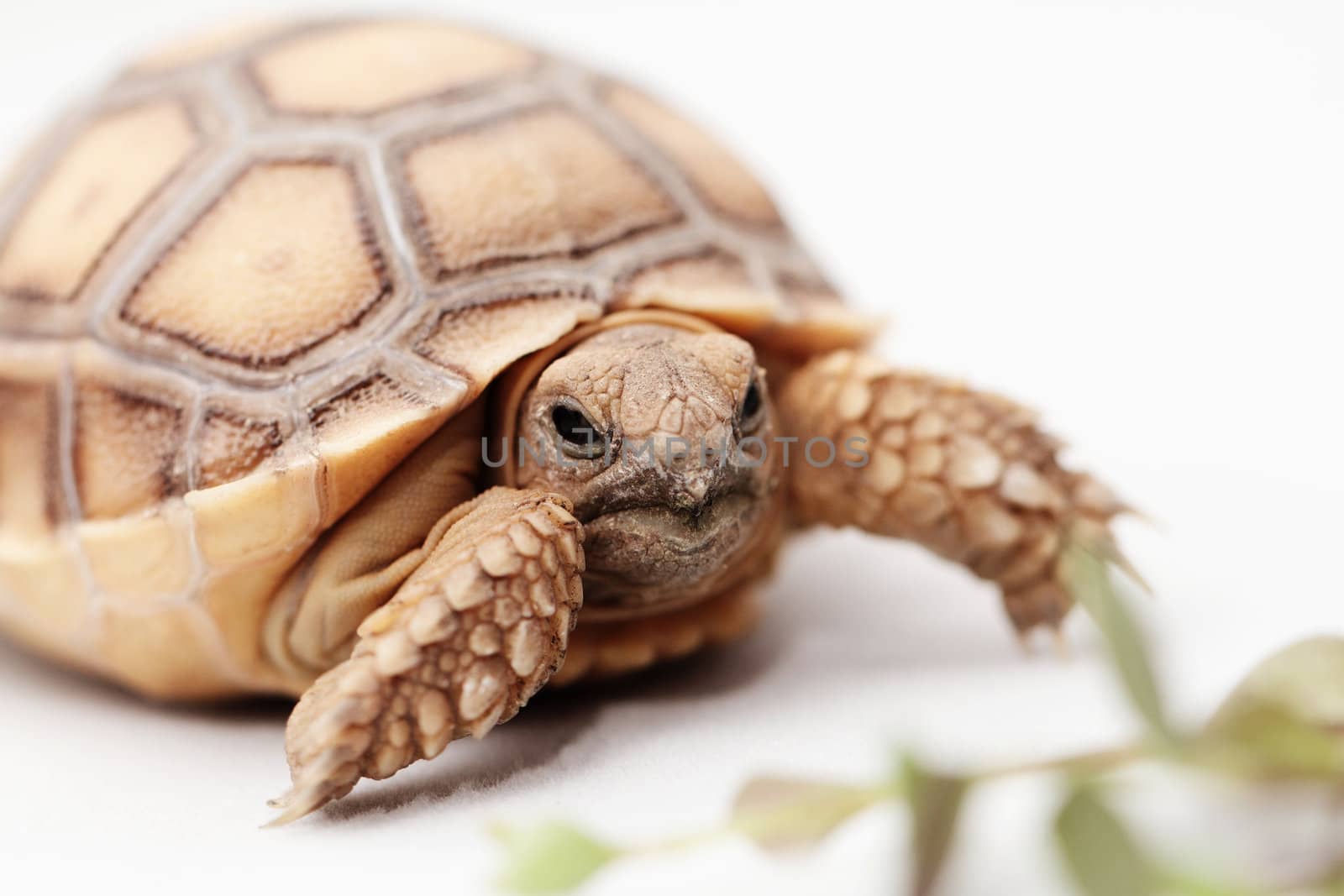 African Spurred Tortoise (Geochelone sulcata) isolated on white background