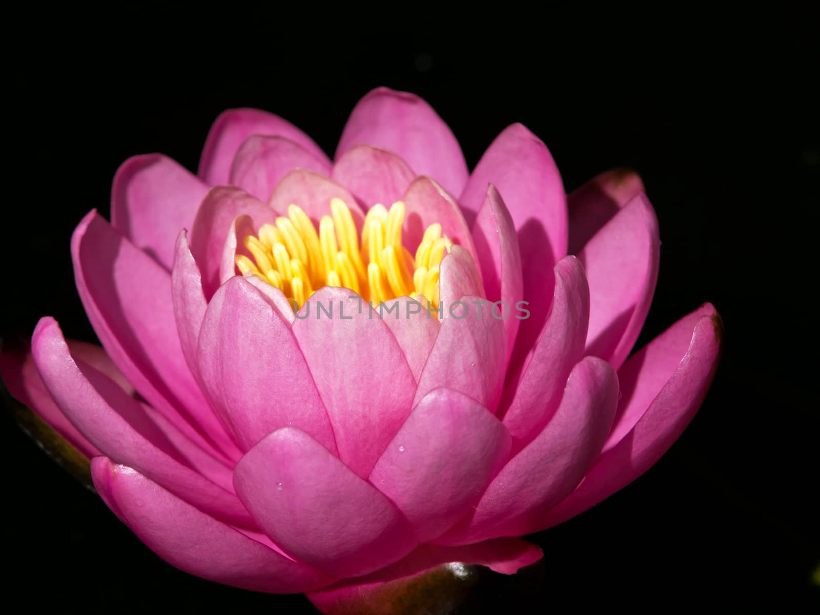 water lilly flower in the lake