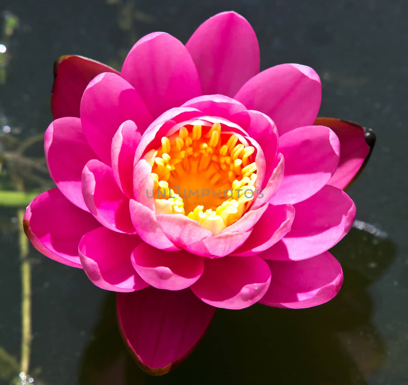 water lilly in the lake