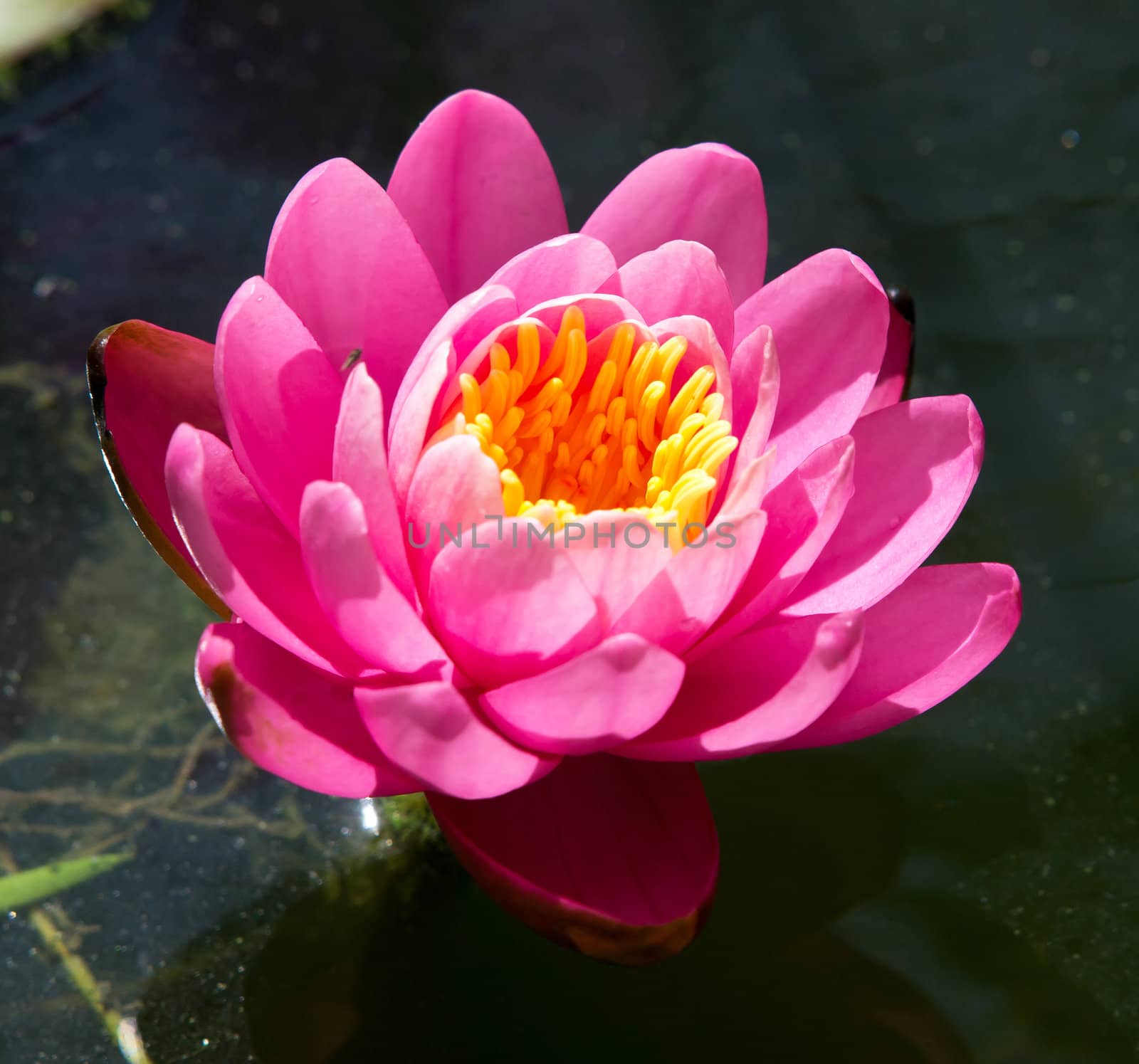 OLYMwater lilly flower in the lake