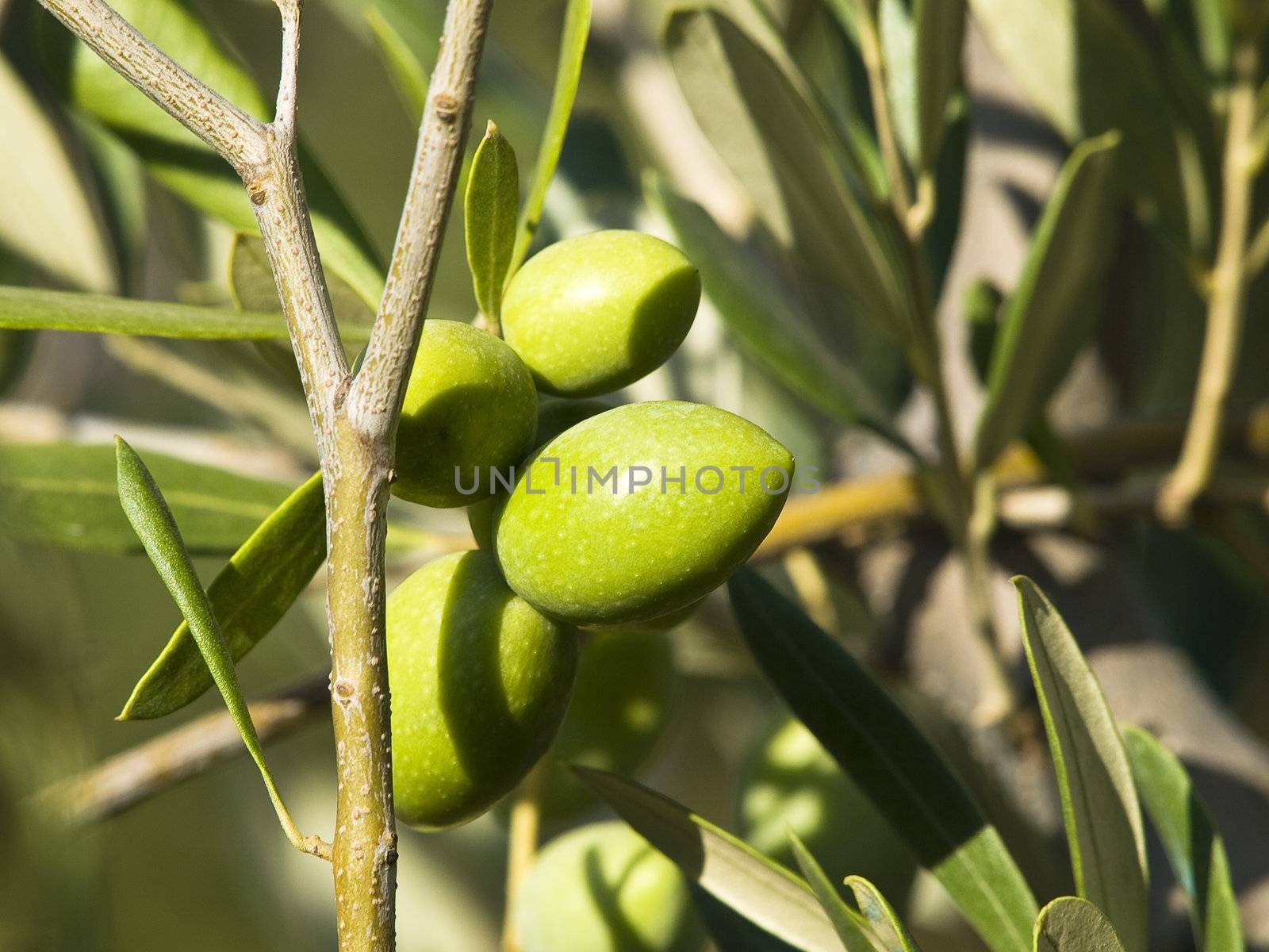 green olive on a branch