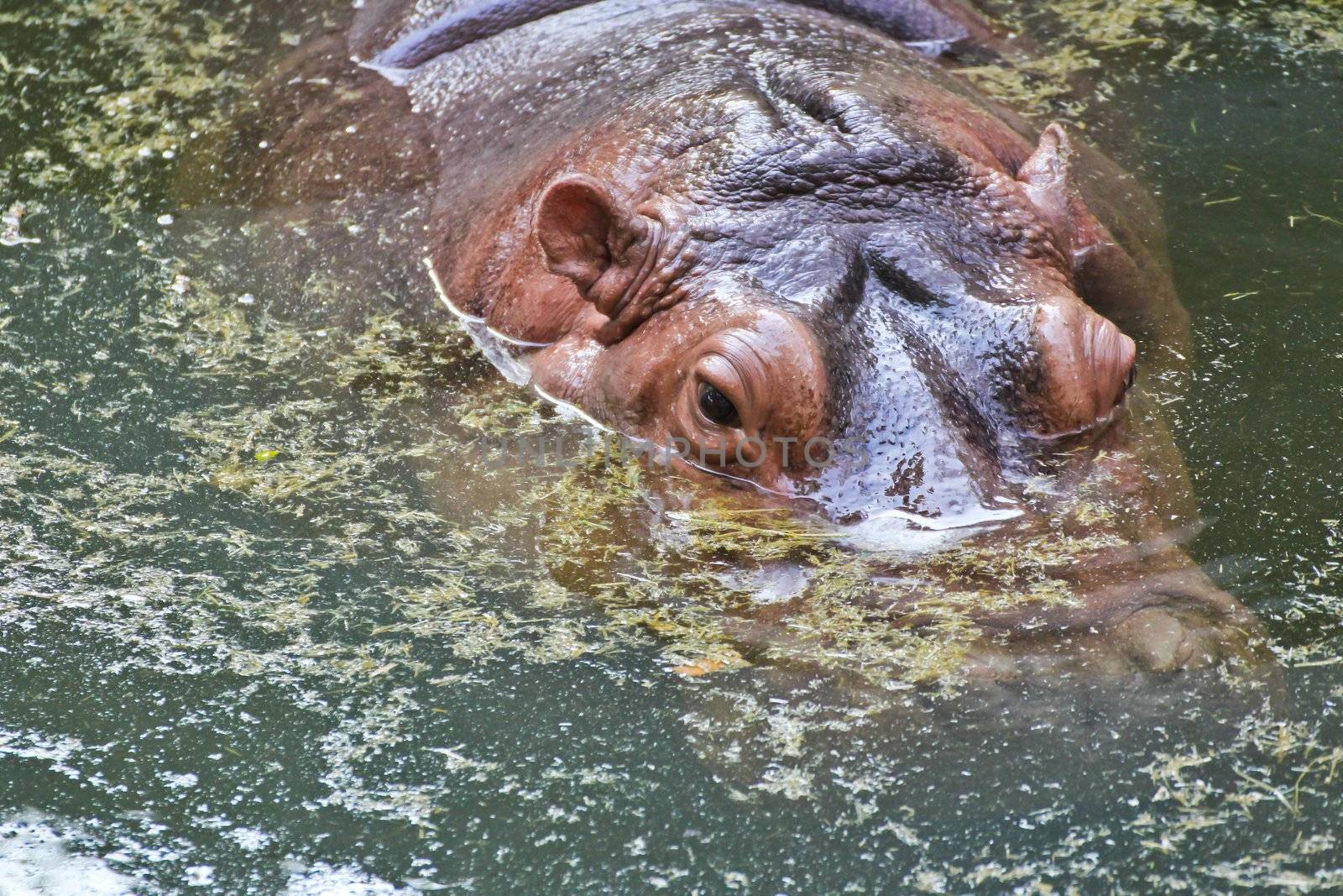 Hippopotamus by Myimagine