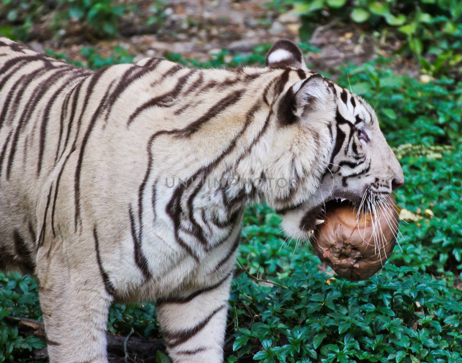 White tiger