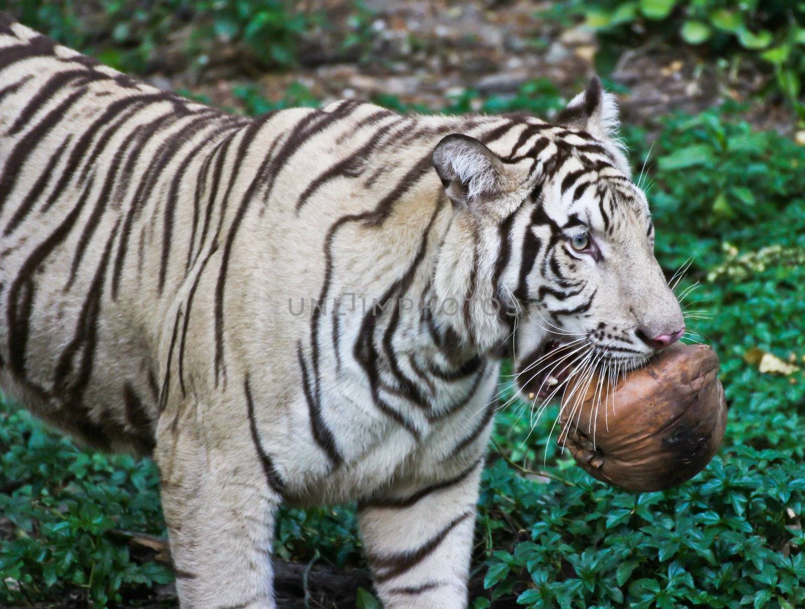 White tiger