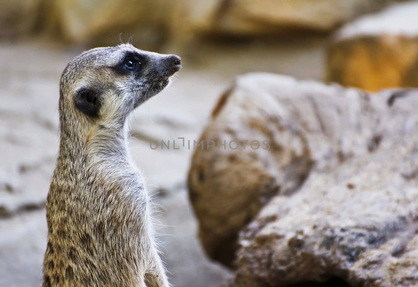 Meerkat by Myimagine