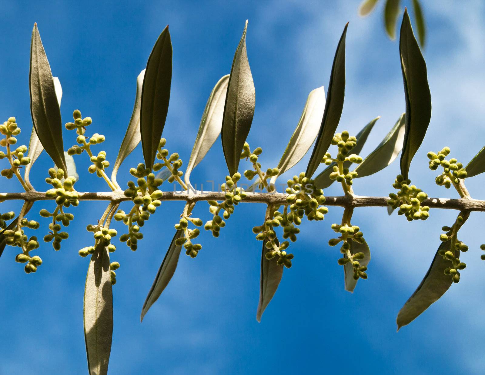 branch of young olive tree before flowering