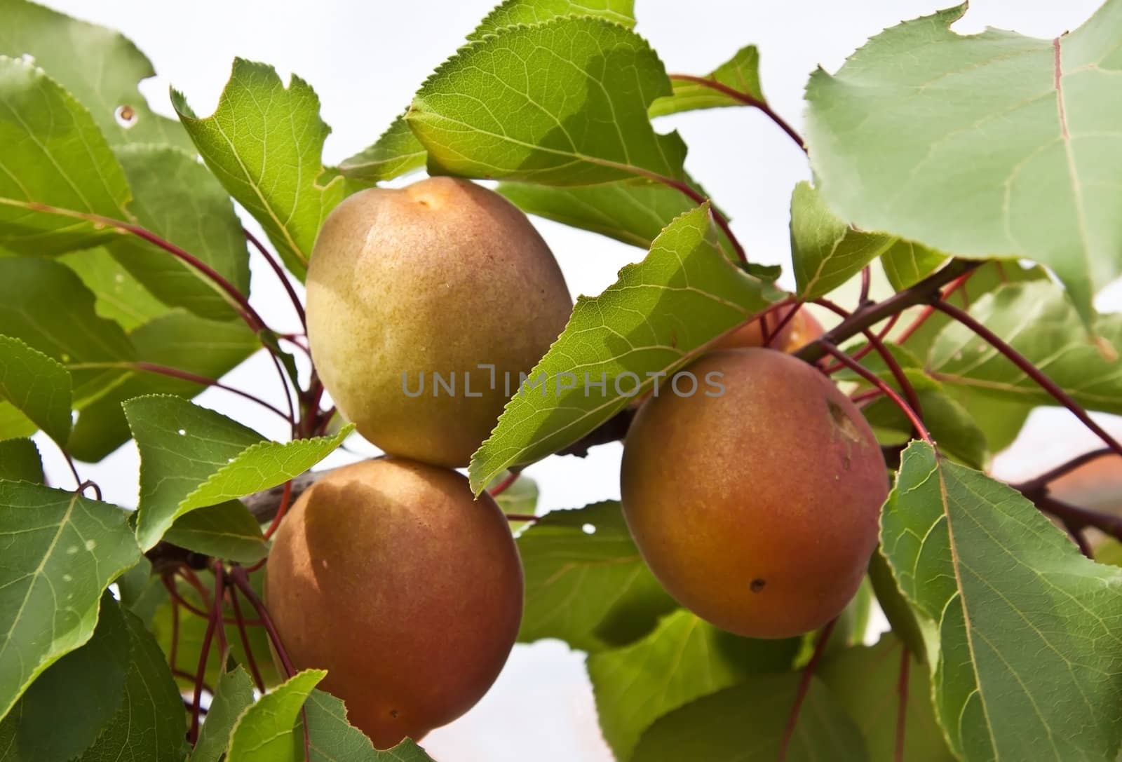 branch of young apricots in fruit garden