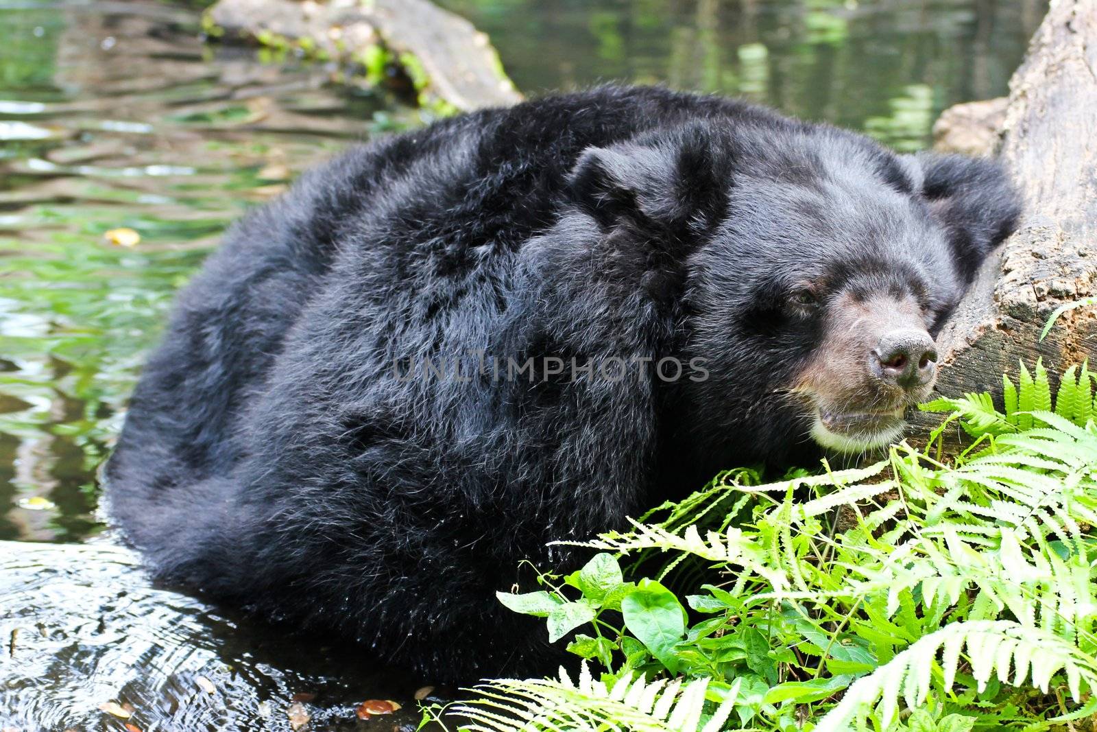 Black bear by Myimagine