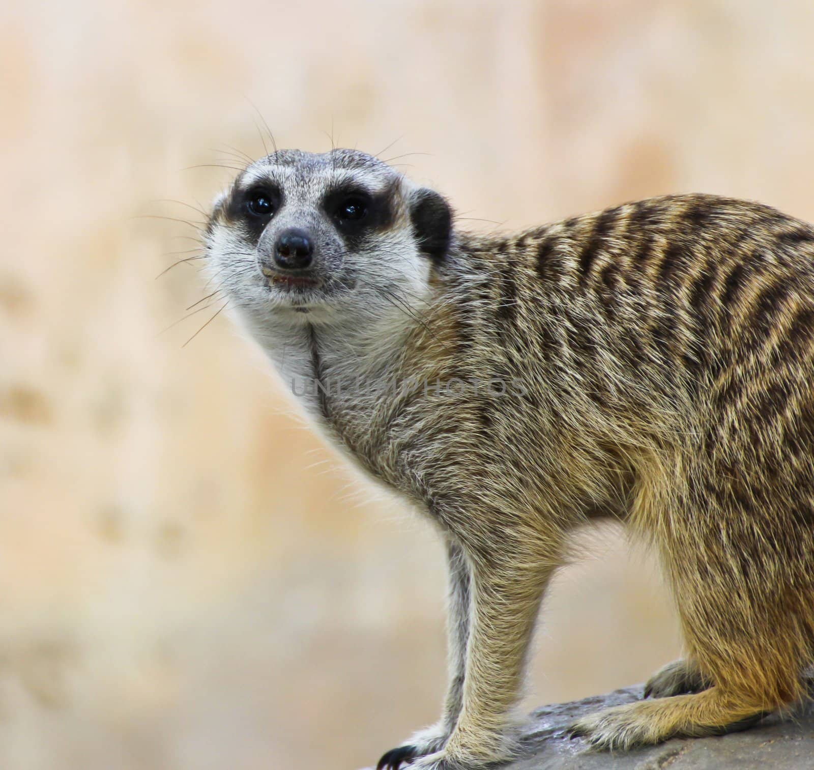 Meerkat by Myimagine