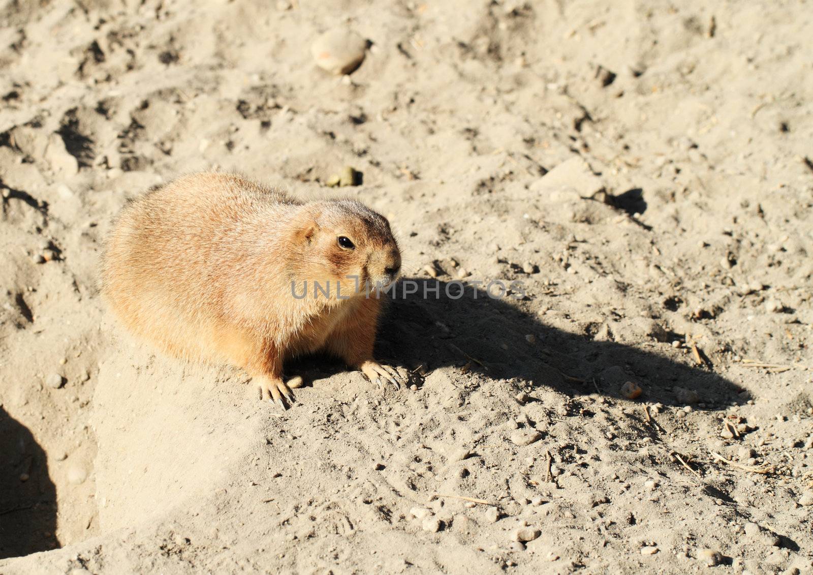 Black-tailed Prairie Dog - Cynomys ludovicianus