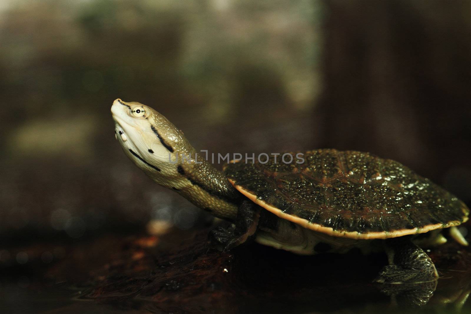 Phrynops hilarii (Spot-bellied side-necked turtle)