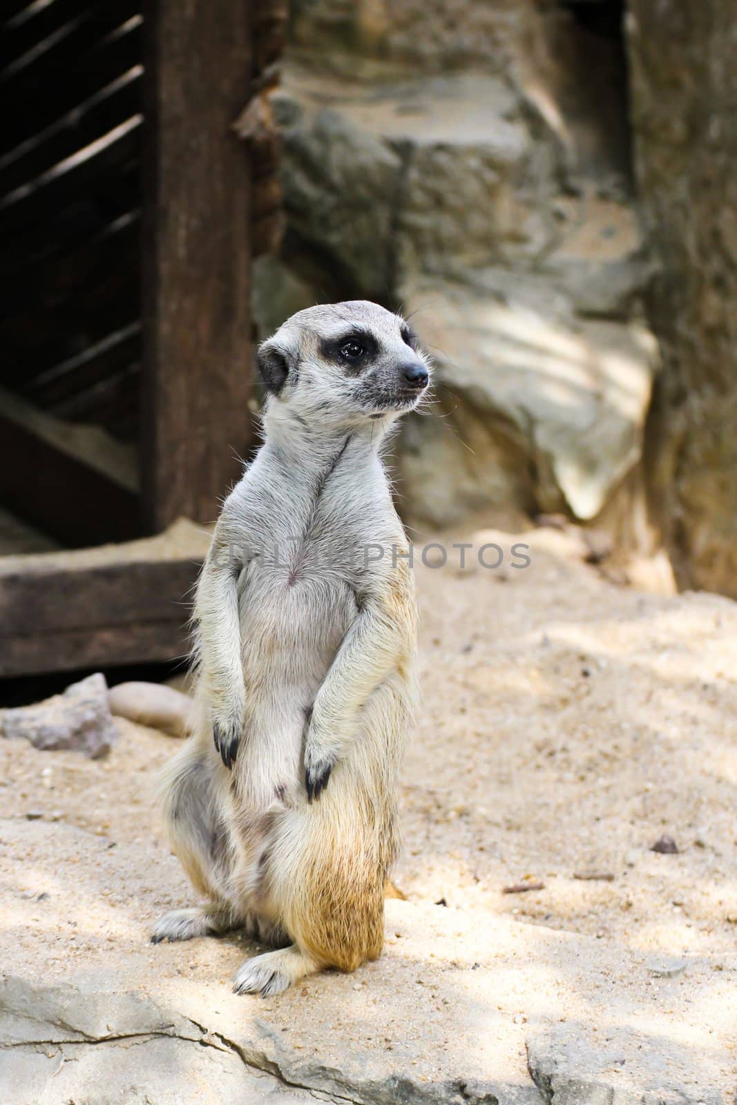 Meerkat by Myimagine