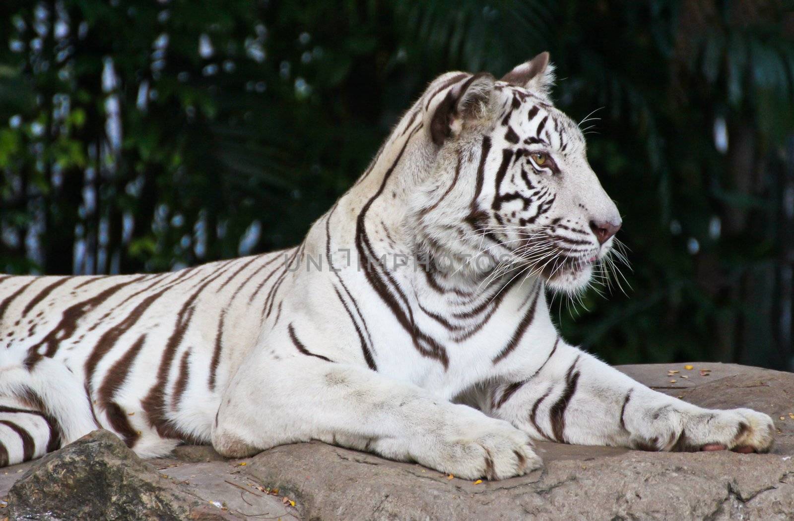 White tiger