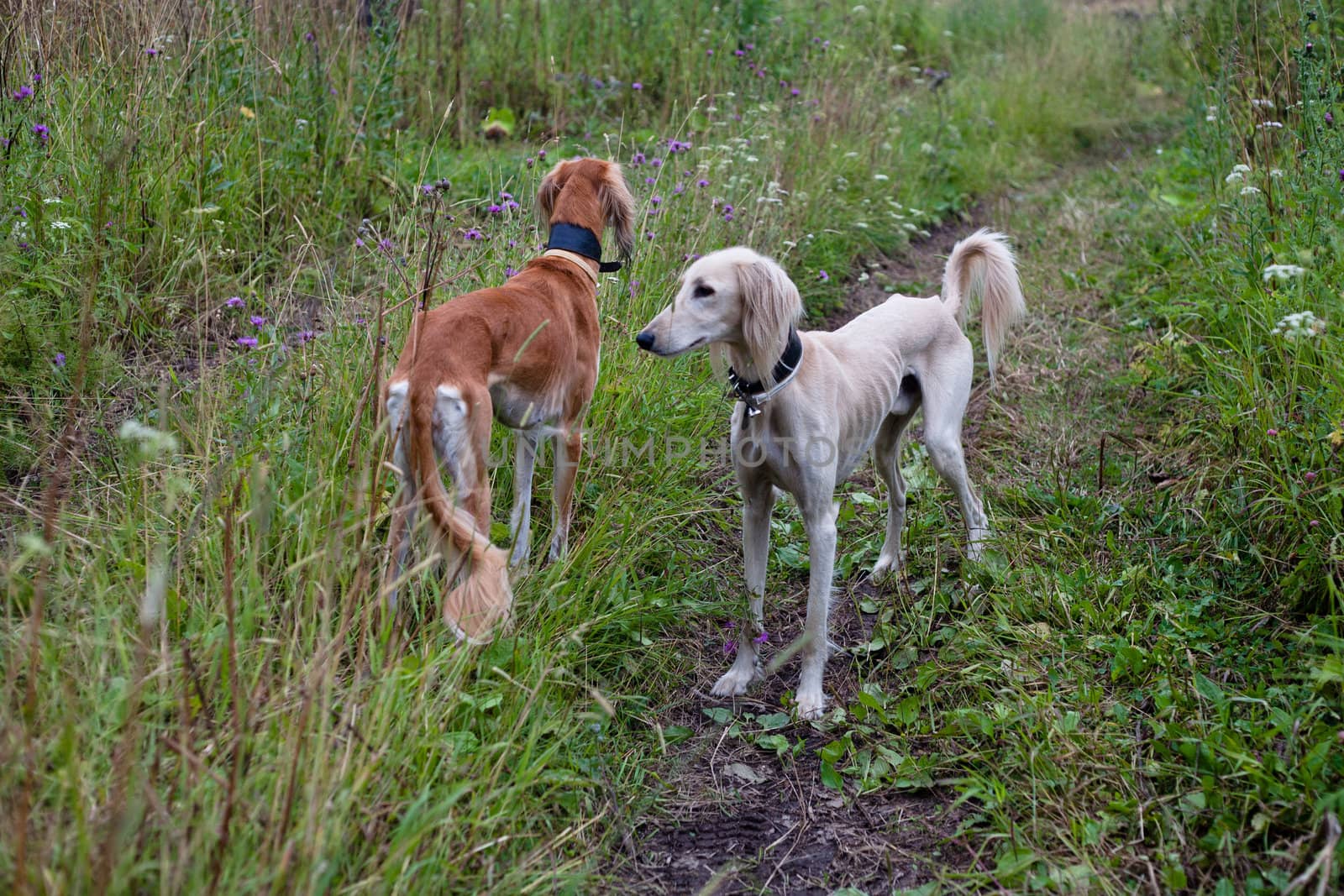 White and brown salukis standing in a summer field
