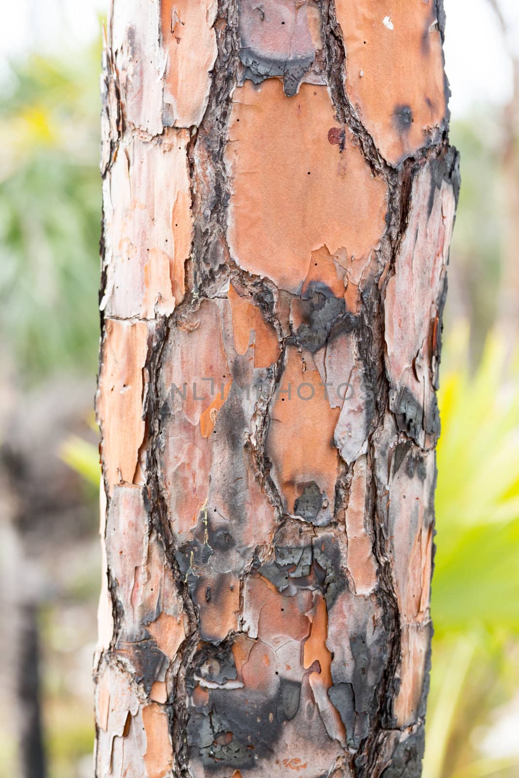 Macro close up of burnt burned bark on tree trunk of pine