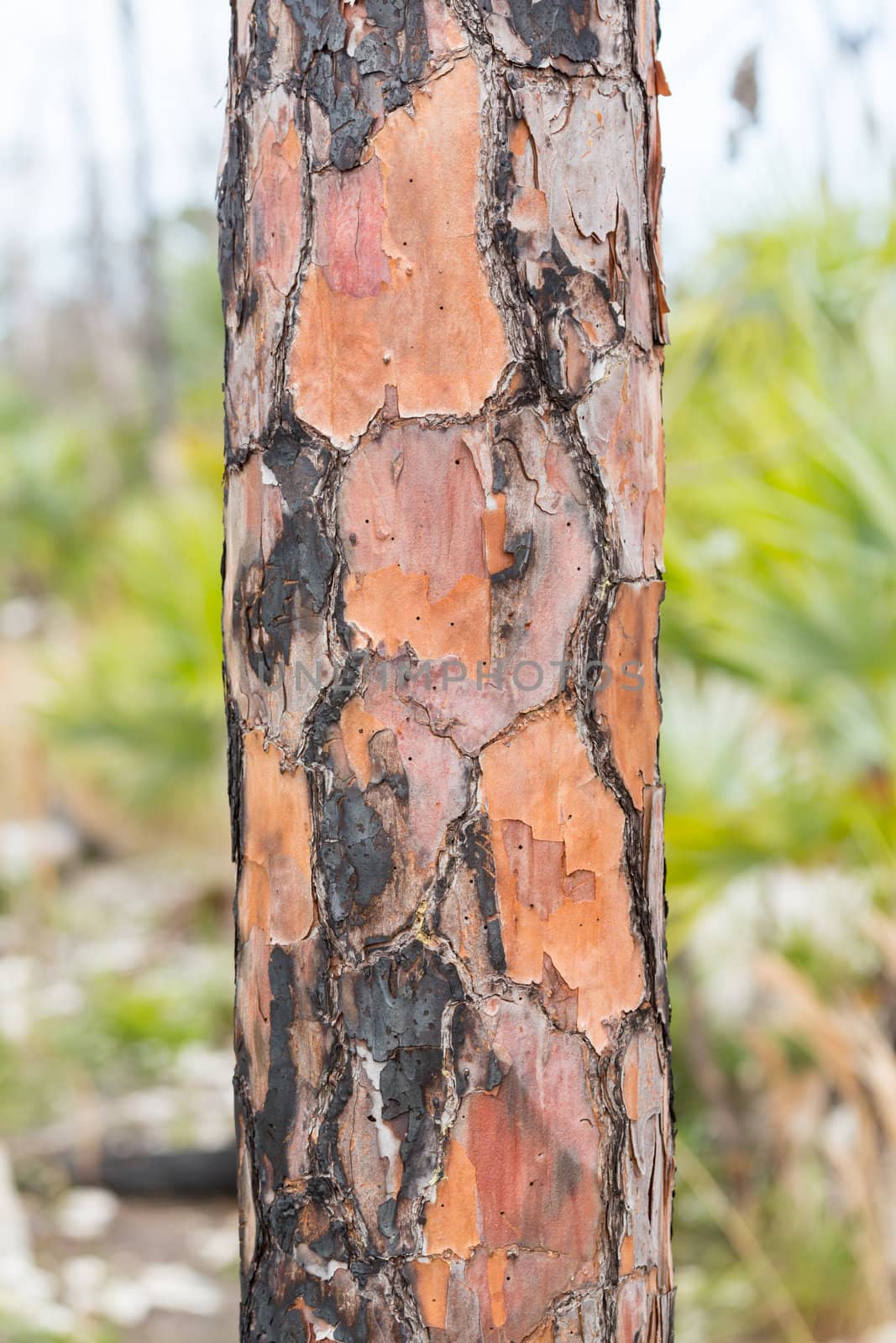 Macro close up of burnt burned bark on tree trunk of pine