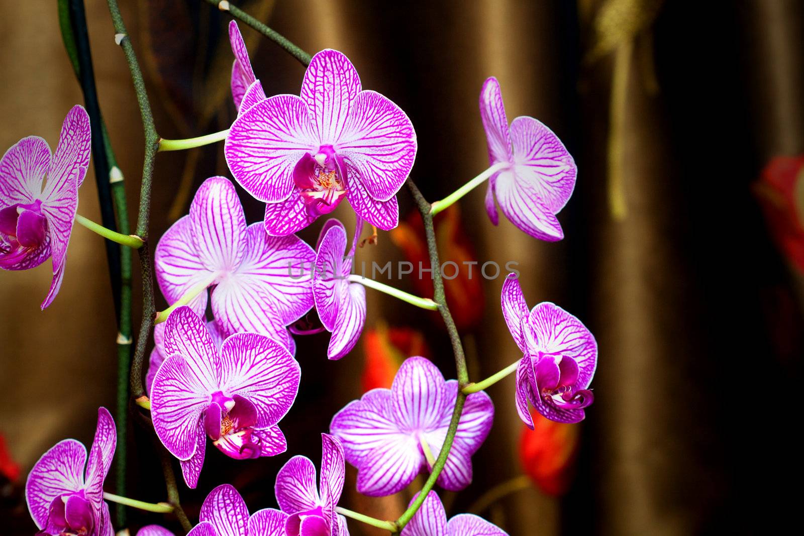 Close up picture of a orchid on a brown background