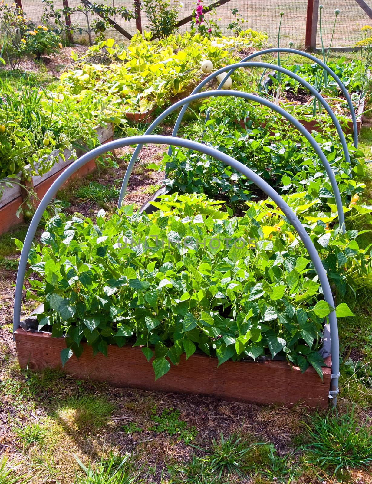 Vegetable garden