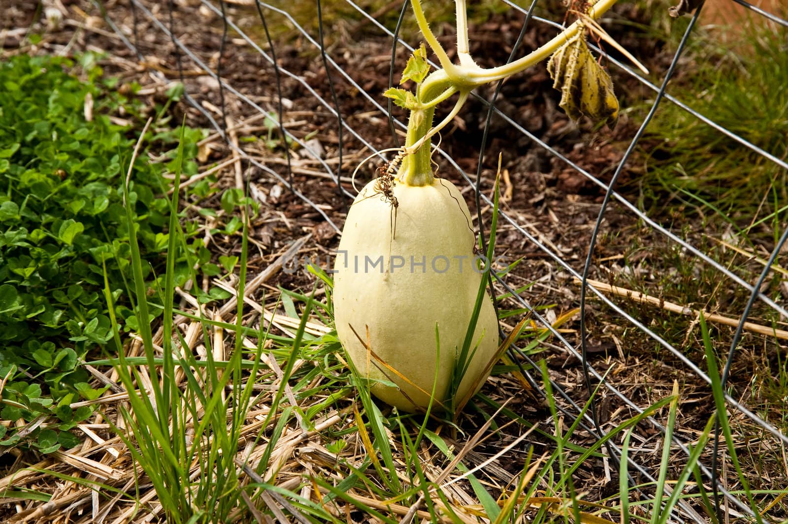 Spaghetti squash in a vegetable garden