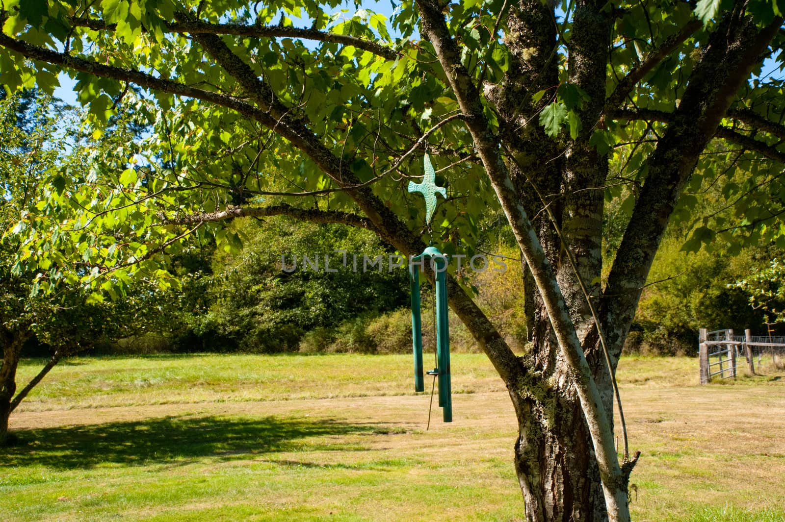 Wind chimes hanging from a tree
