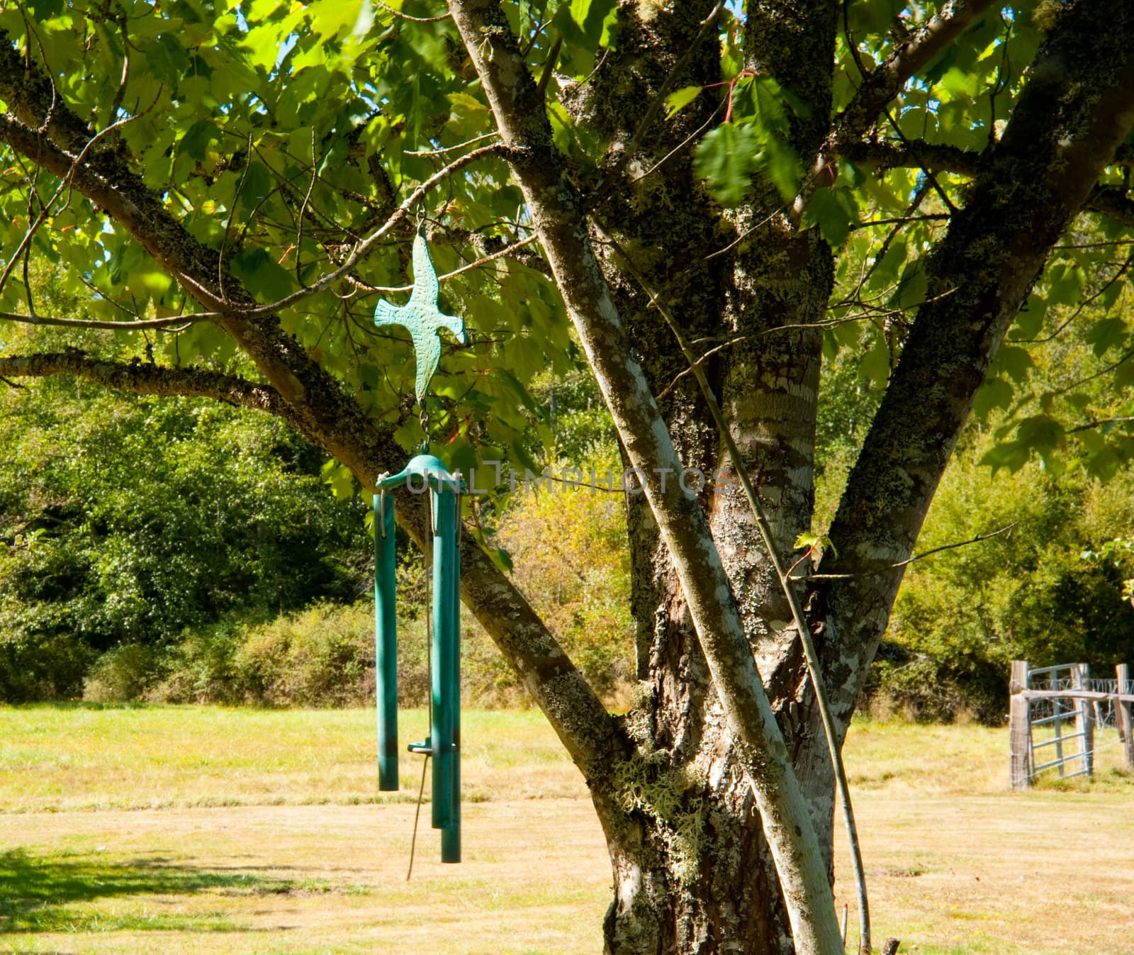 Wind chimes hanging from a tree