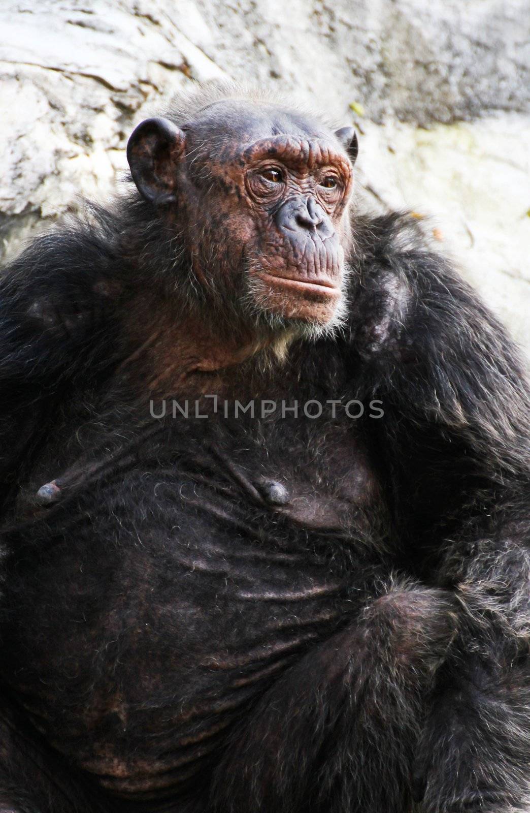 Chimpanzee by Myimagine