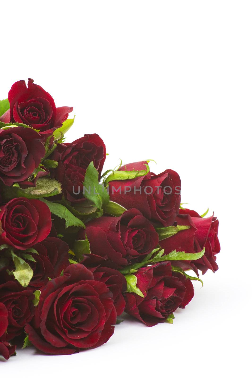 red roses