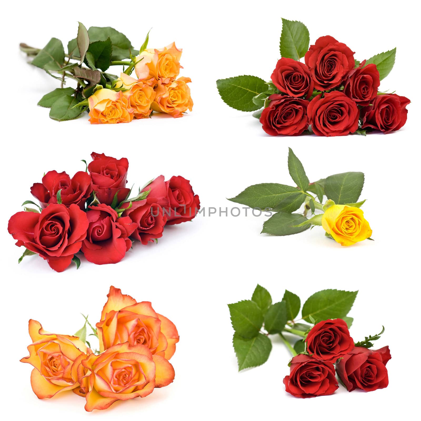 roses on white background - collage