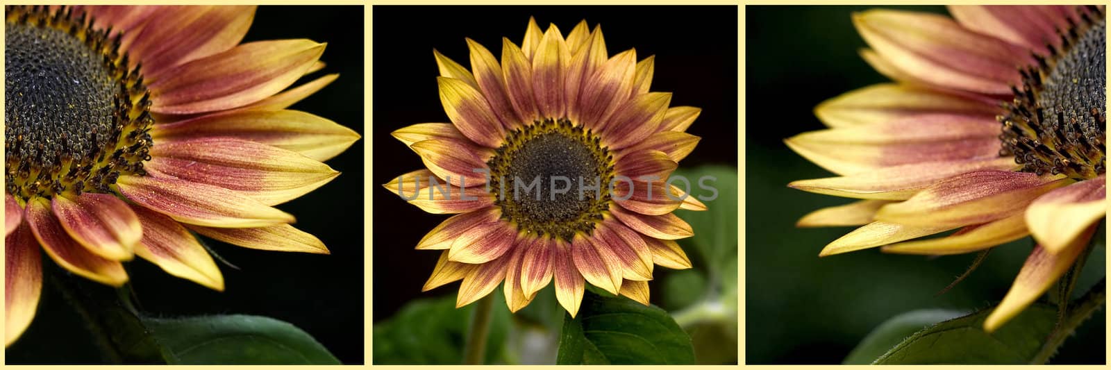 sunflowers - collage by miradrozdowski