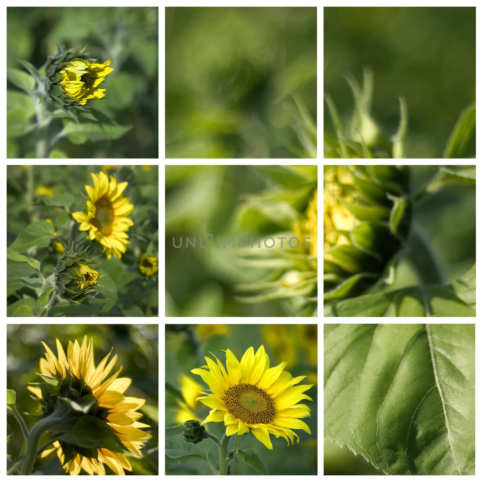 sunflowers (Helianthus) - collage