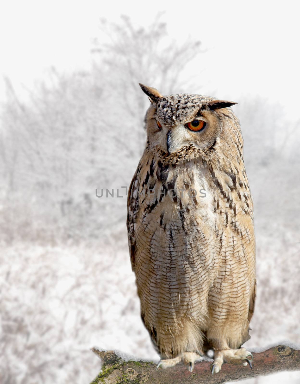 Close up of an owl standing on the branch of a tree