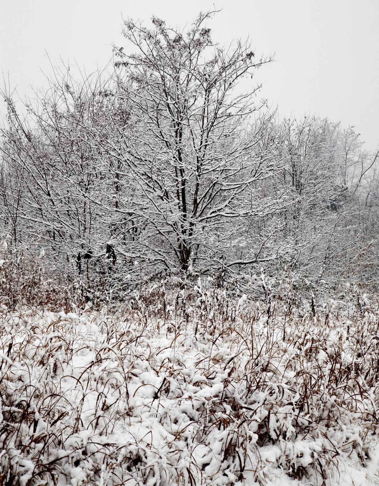 Winter snowscape with a tree and many plants