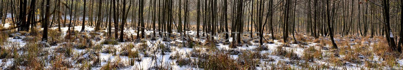 The photo shows the alder swamp forest in winter, panorama.