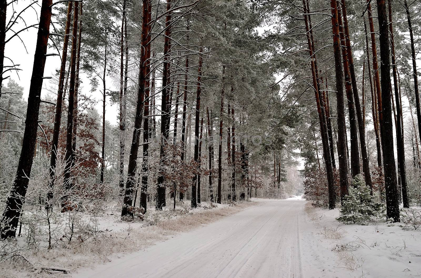 Photo shows winter landscape with forest road and trees covered with rime.