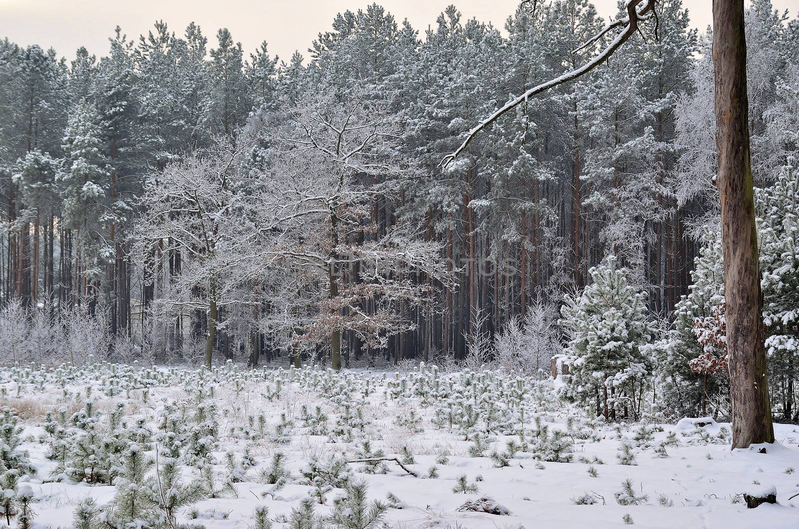 The photo shows a forest in winter, on a cold day, covered in snow and rime, under a cloudy sky. You can see young pine and birch trees.