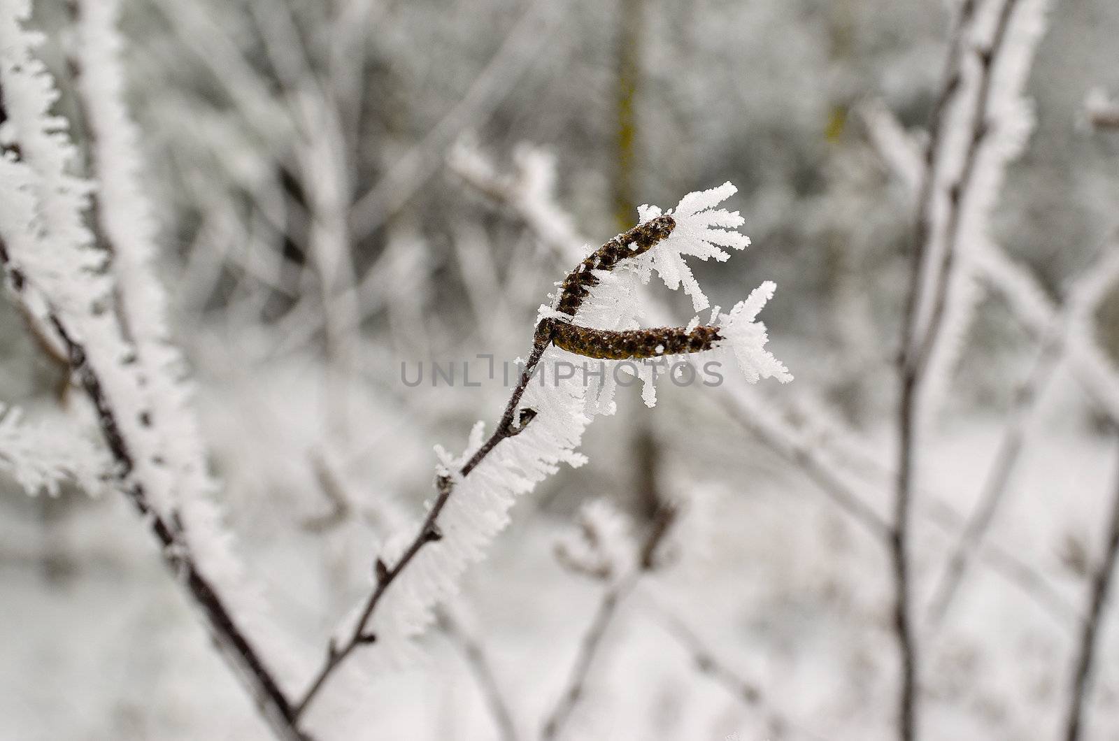 In the picture you can see branch twig covered with hoarfrost on a blurred background.