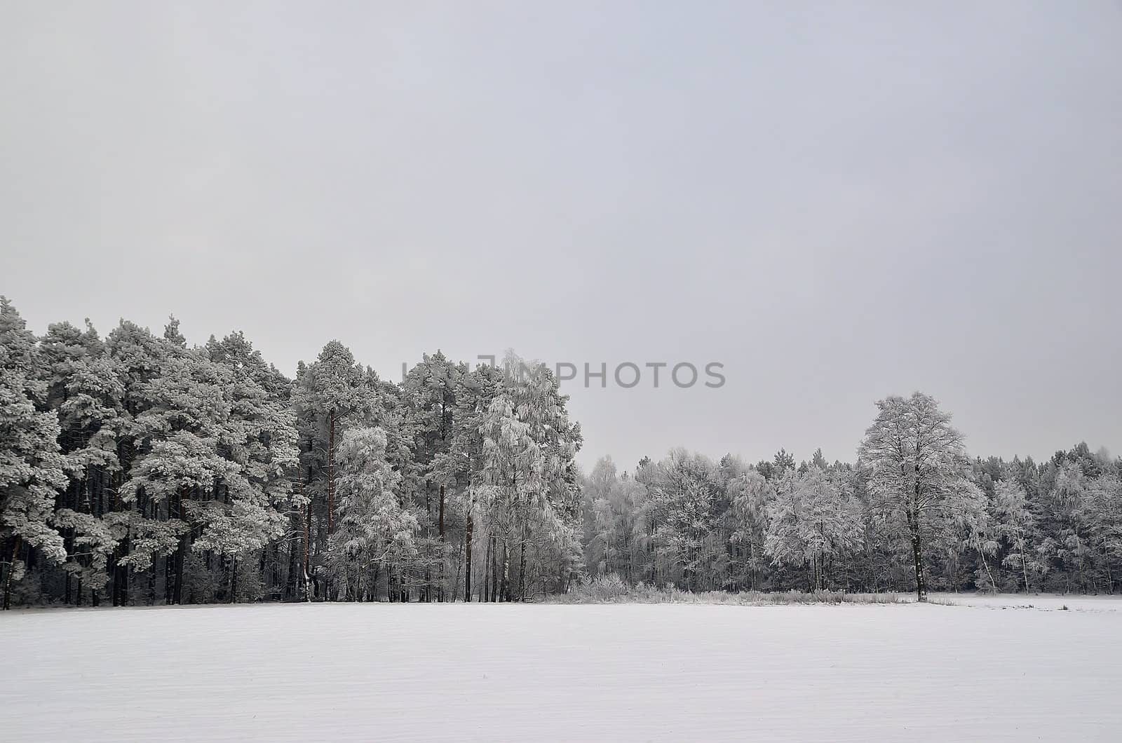 The photo shows a forest in winter, on a cold day, covered in snow and rime, under a cloudy sky. You can see pine trees, alder and birch.