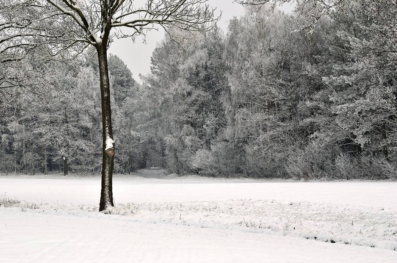 The photo shows a forest in winter, on a cold day, covered in snow and rime, under a cloudy sky. You can see pine trees, alder and birch.