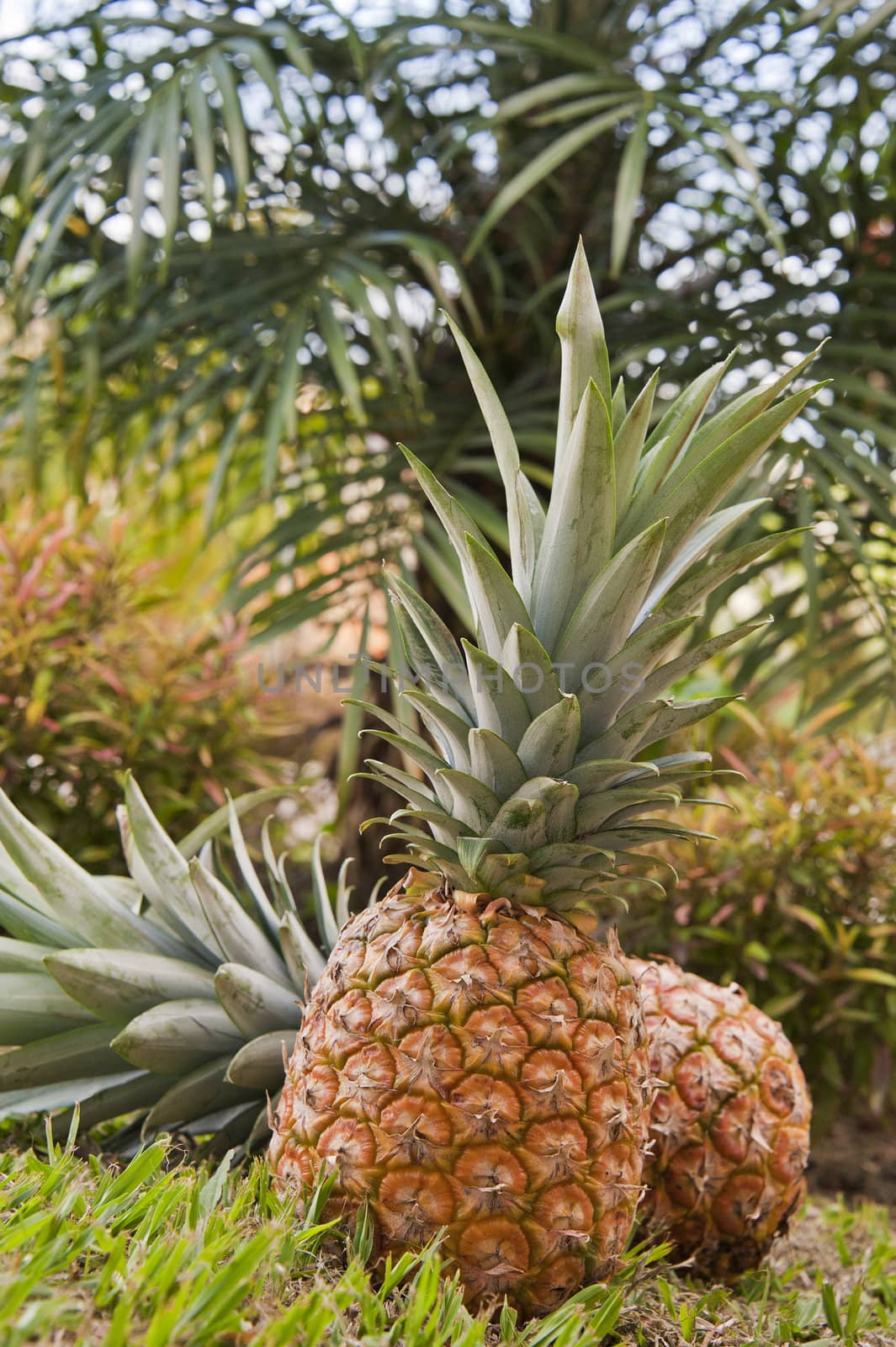 Fresh Picked Pineapple by billberryphotography