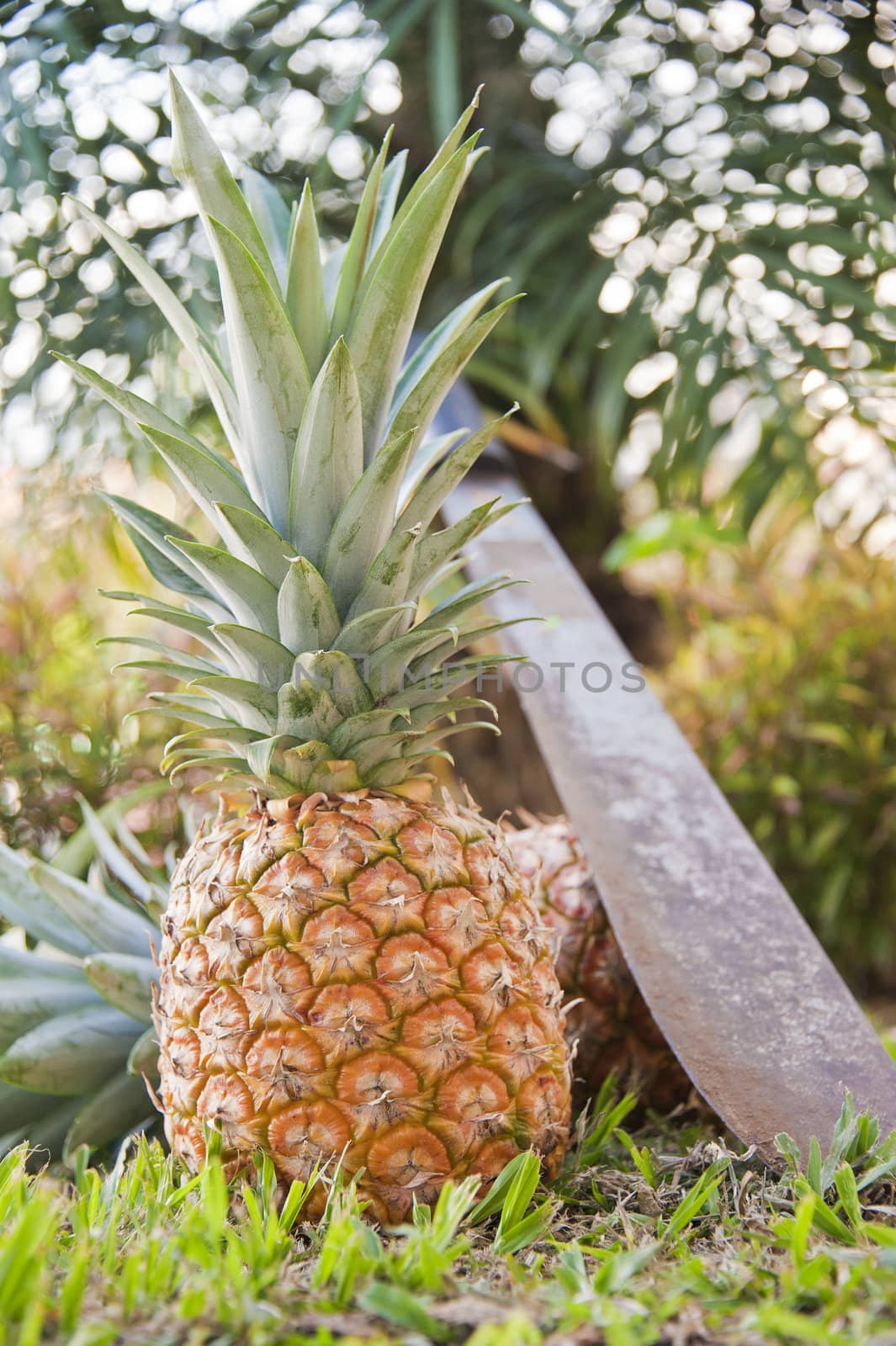 Harvested Pineapples by billberryphotography