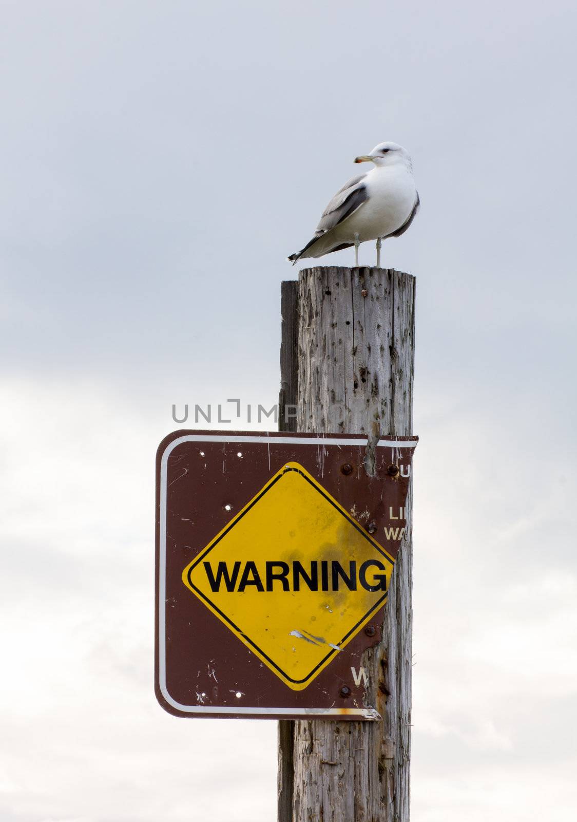 A Gull Atop a Warning Sign Over Monterey Bay
