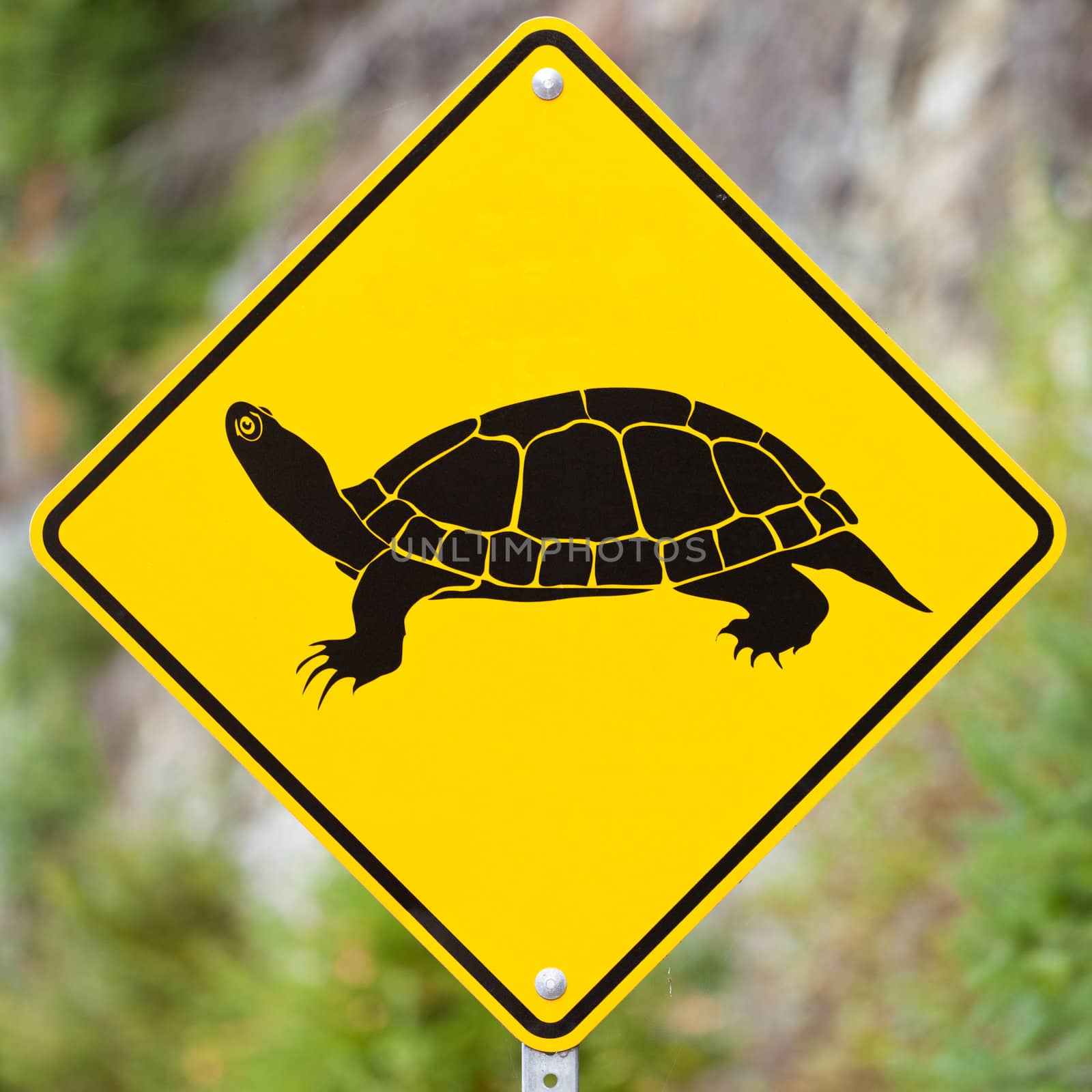 Animal Road Sign - Attention Turtles Crossing - on blurry forest background