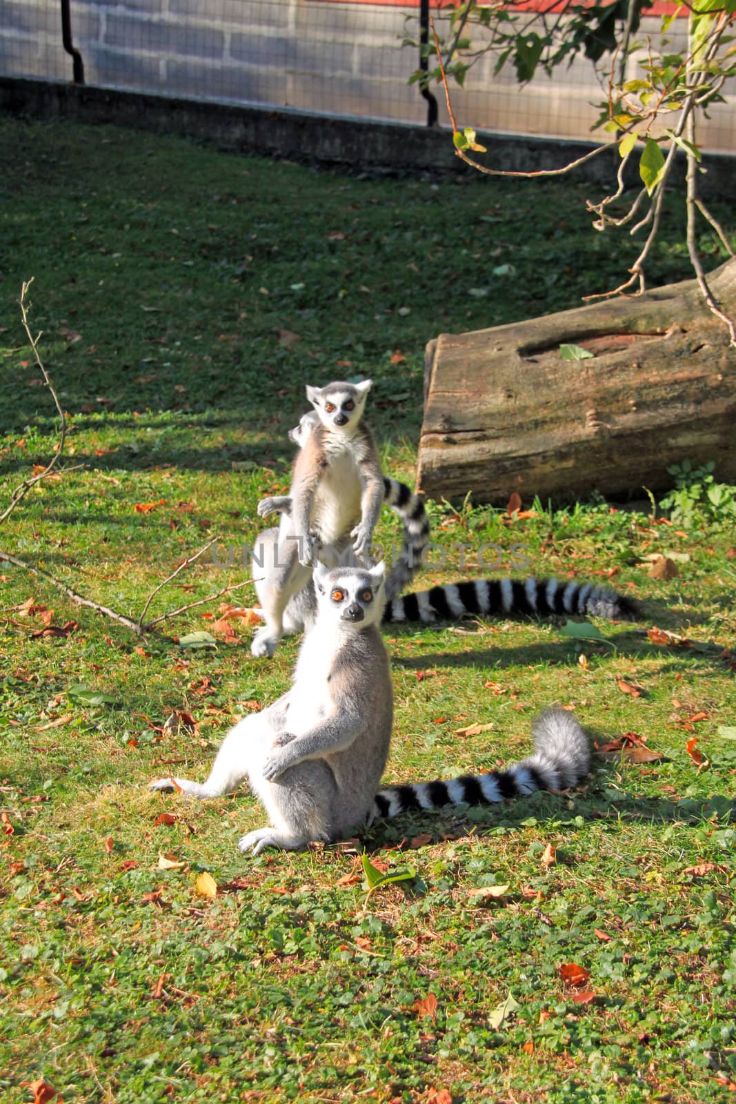 Macaques enjoying the autumn sun in the Zoo.