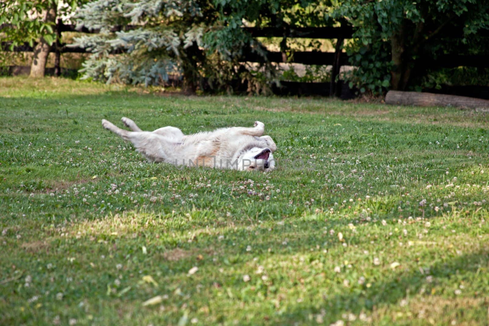 A dog is playing in the grass