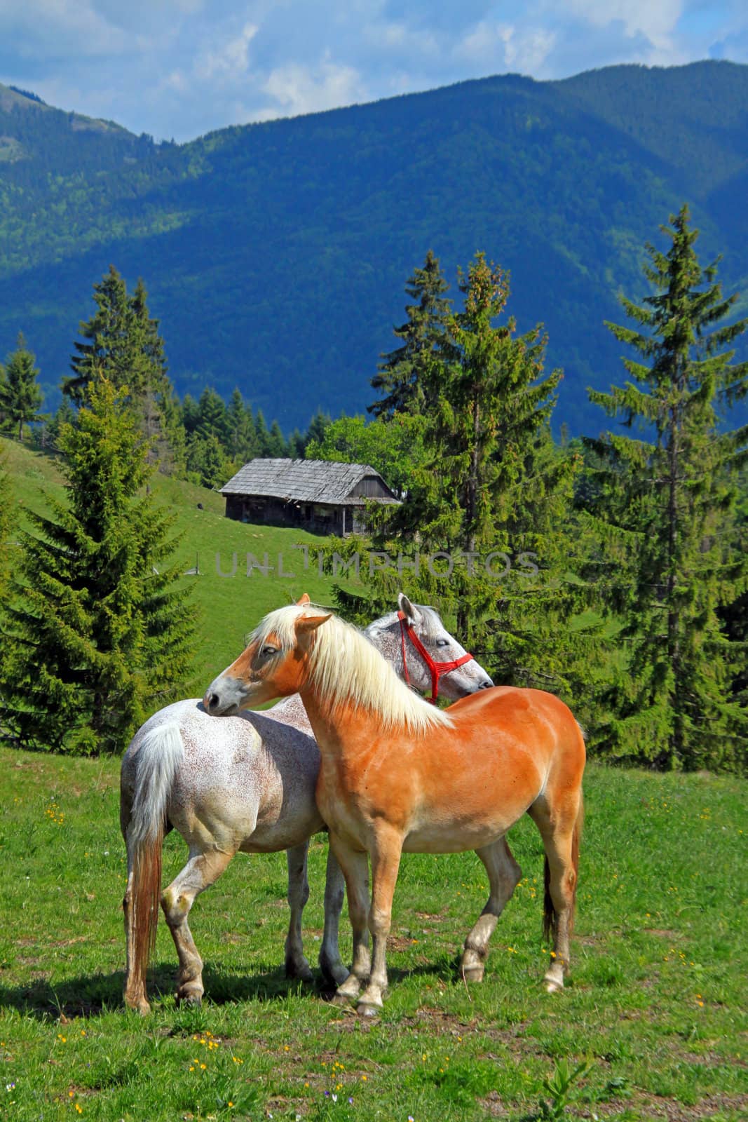 Two horses on the meadow before alps