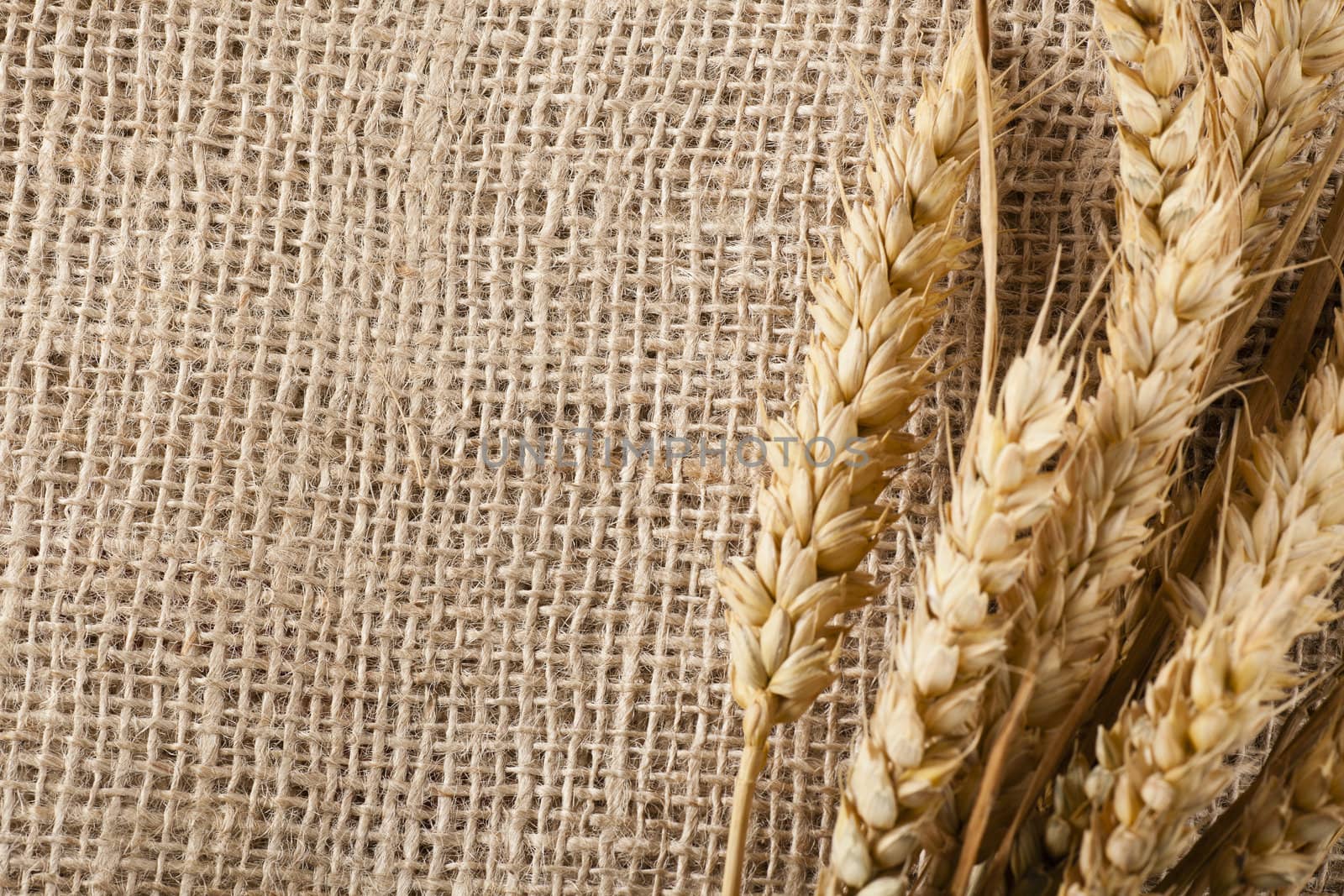 Dried wheat on stalk on burlap background with copy space