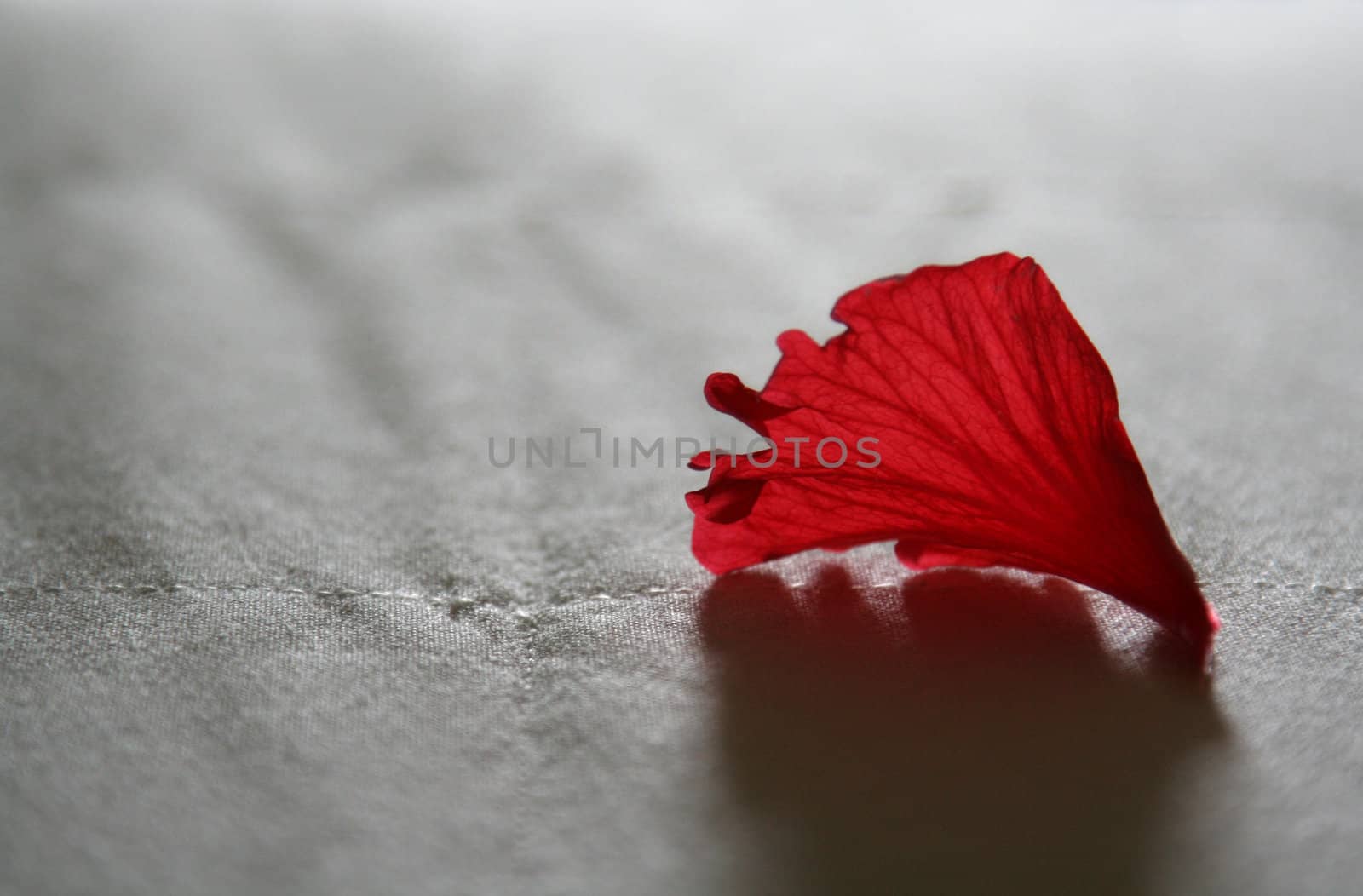 Red Flower Petal
 by ca2hill